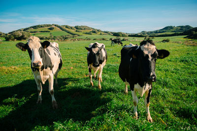 Cows grazing on field against sky