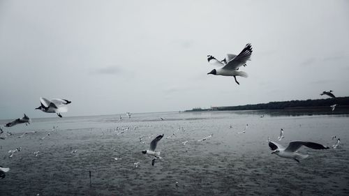 Seagulls flying in the sky