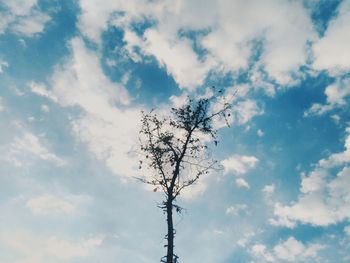 Low angle view of tree against sky