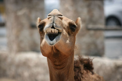 Close-up of camel 