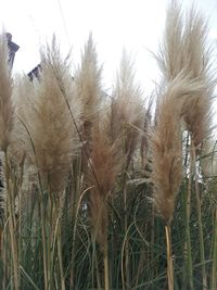 Plants growing on field