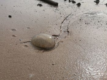 Close-up of seashell on beach