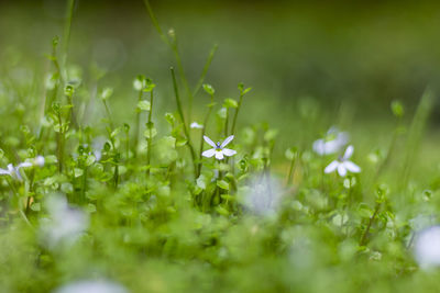 Close-up of small plant growing on field