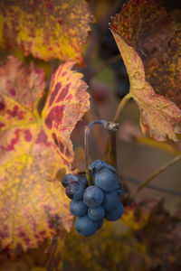 Bunches of red grapes in autumn