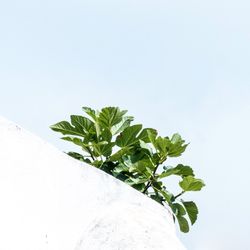 Close-up of plant