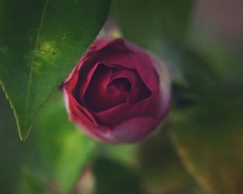 Close-up of rose blooming outdoors