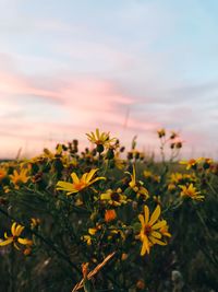 Close-up of yellow flowering plant on field