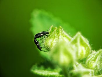 Close-up of insect on leaf