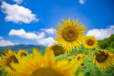 Large sunflowers blooming in summer.