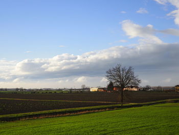 Scenic view of agricultural field against sky