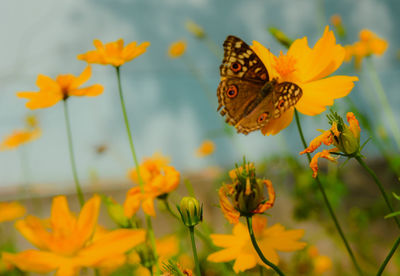 Close-up of butterfly on yellow flowers