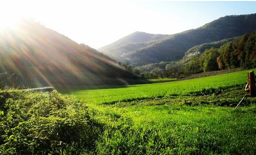 Scenic view of grassy field