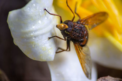 Close-up of insect pollinating on flower