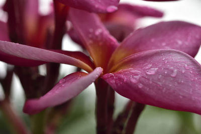 Close-up of raindrops on pink flower