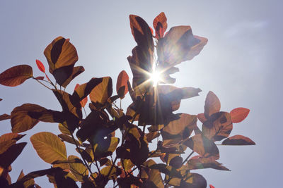 Low angle view of flowering plant against sky