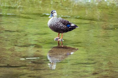 Bird perching on a lake