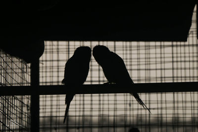 Silhouette of bird perching in cage