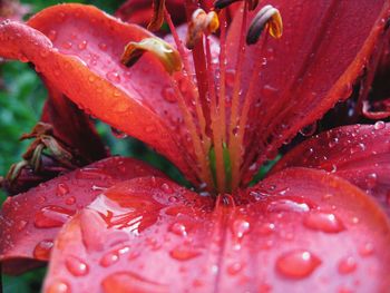 Close-up of water drops on red flower