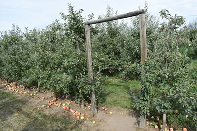 Plants by trees against sky