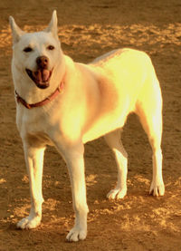 Close-up of dog standing on field