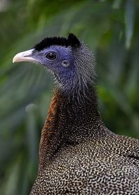 Close-up of a bird looking away