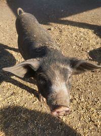 High angle view of shadow on field