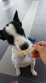 Close-up of hand holding dog