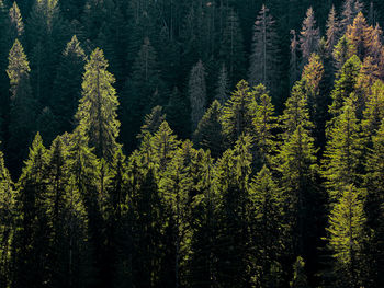 Pine trees in forest