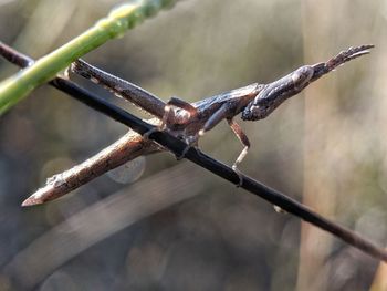 Close-up of grasshopper on fence