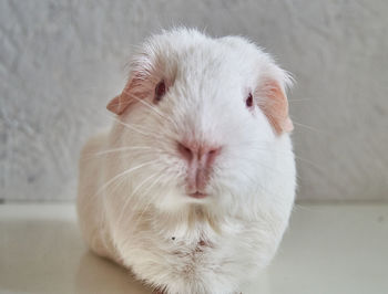 Close-up of a white cat