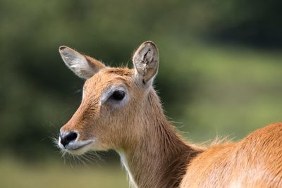 Close-up of deer