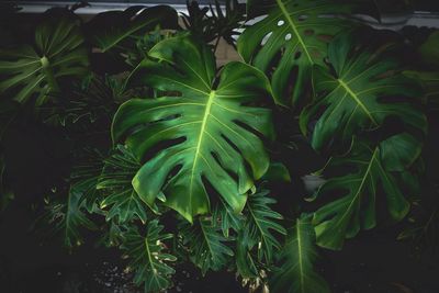 High angle view of green plant on field