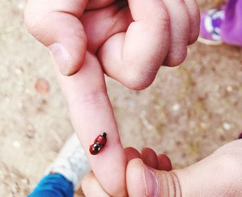 Close-up of hand holding insect