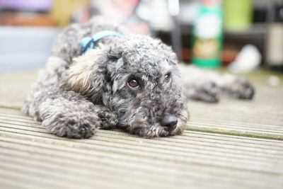 Close-up portrait of a dog resting