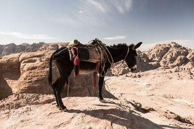 Horse standing on rock