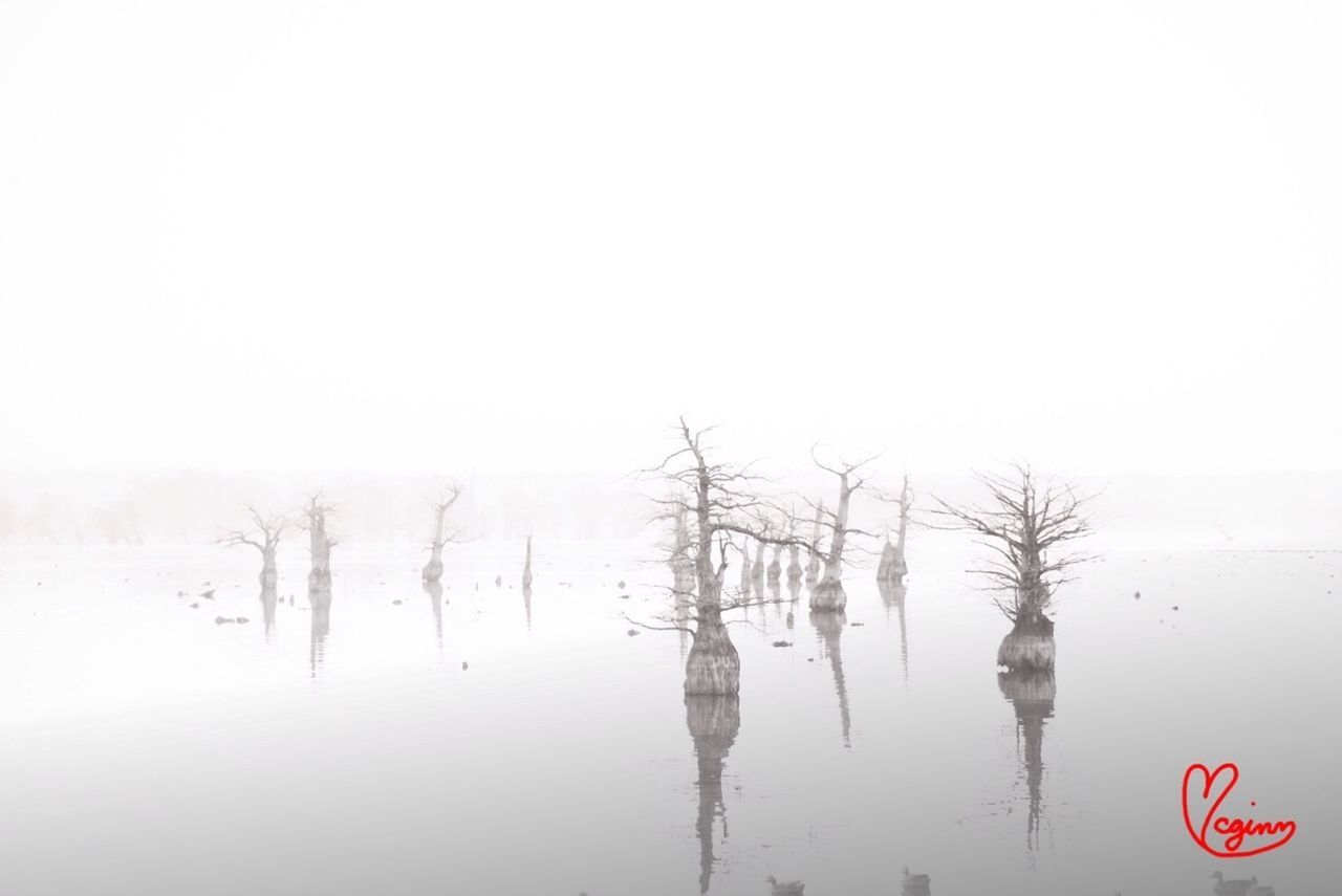 clear sky, tranquility, tranquil scene, copy space, water, tree, reflection, nature, beauty in nature, scenics, lake, foggy, growth, waterfront, bare tree, weather, landscape, idyllic, no people