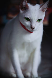 Close-up portrait of white cat