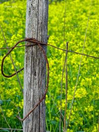 Close-up of wooden fence