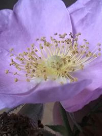 Close-up of pink flower