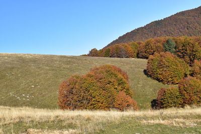 Scenic view of field against clear blue sky