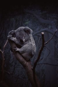 Bear relaxing on tree trunk