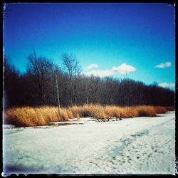 Bare trees on snow covered landscape