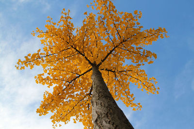 Low angle view of tree against sky during autumn