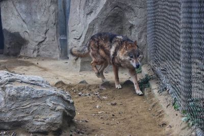 Dog standing on rock