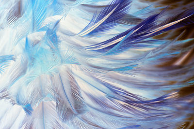 Full frame shot of feather