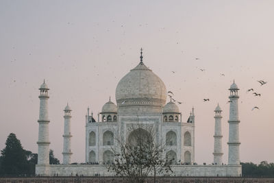 Taj mahal at sunset while birds flying around, as seen from mehtab bagh viewpoint, agra