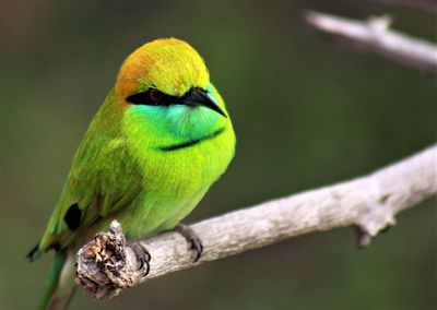 Close-up of parrot perching on branch