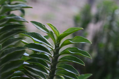 Close-up of fresh green leaves