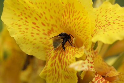 Close-up of bee on yellow flower