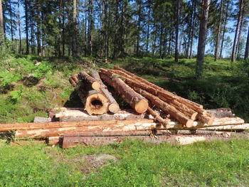 Stack of logs on field in forest